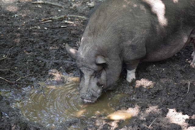 正试图效仿 正试图效仿